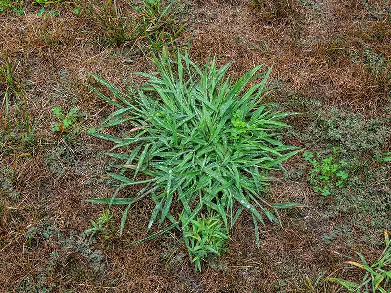 Crabgrass