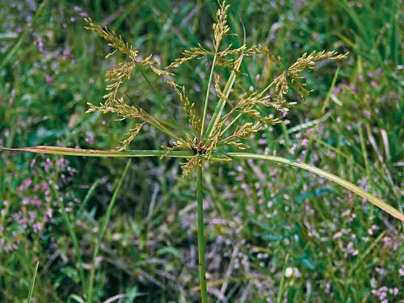 Nutsedge