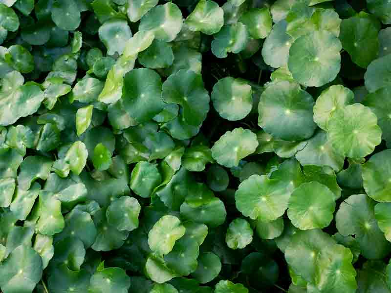 Pennywort