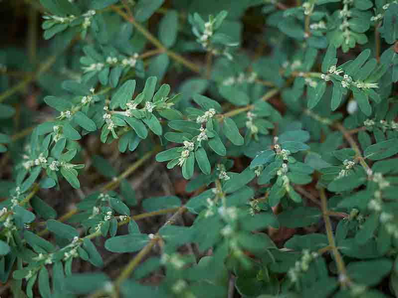 Spurge