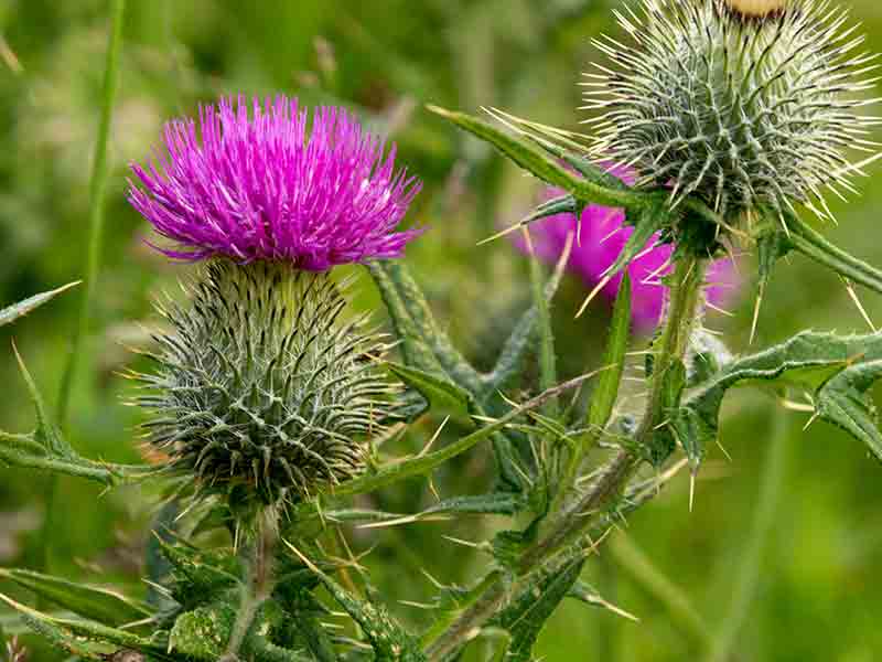 Thistle