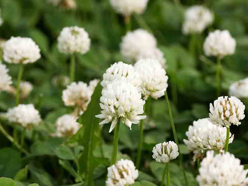 White Clover