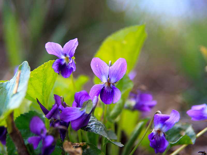 Wild Violet