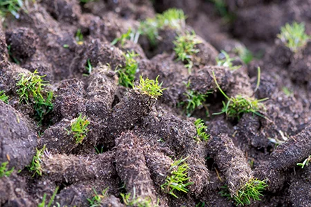 lawn plugs