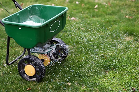 seeding lawn