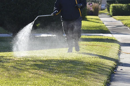 spraying lawn for weeds