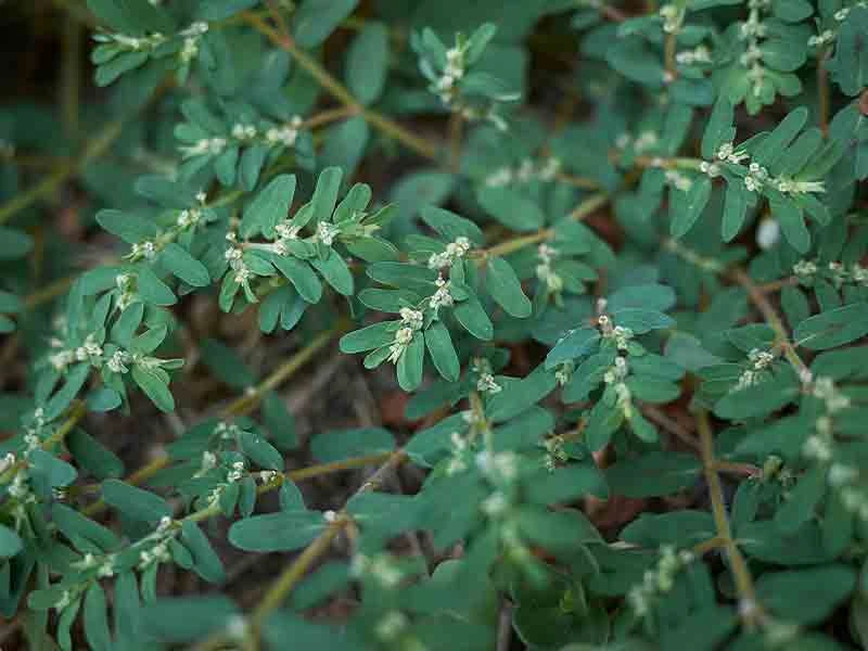 Spurge