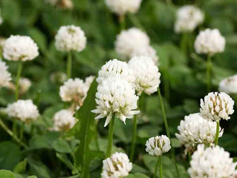 White Clover