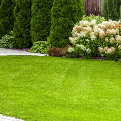 beautiful-lawn