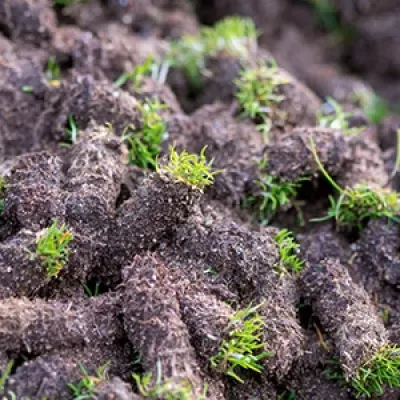 lawn plugs