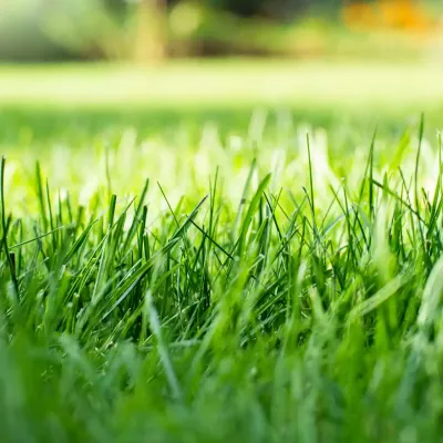 grass-lawn