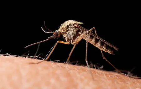 culex-pipiens-mosquito