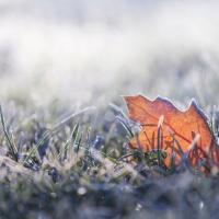 leaf on frosty grass