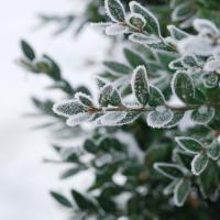 shrub covered in snow 