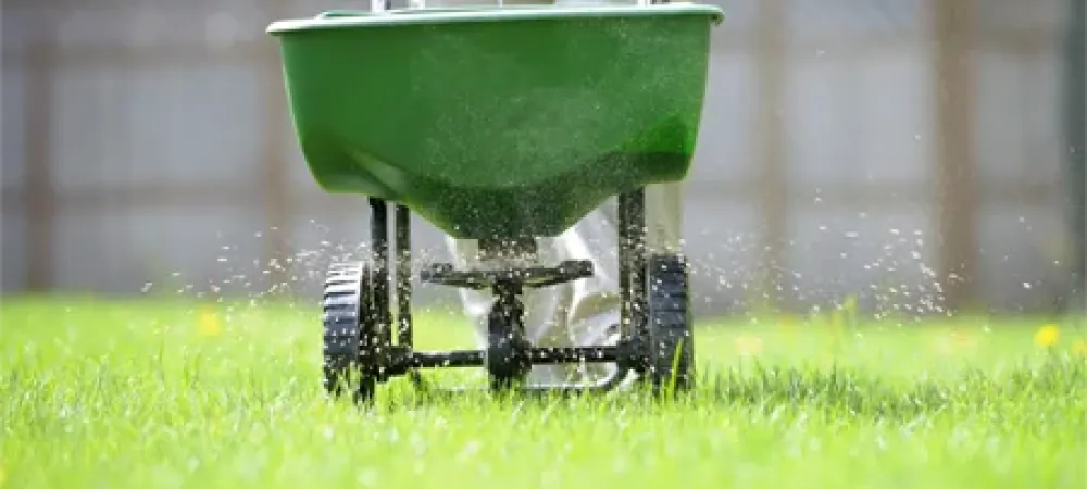 fertilizing lawn