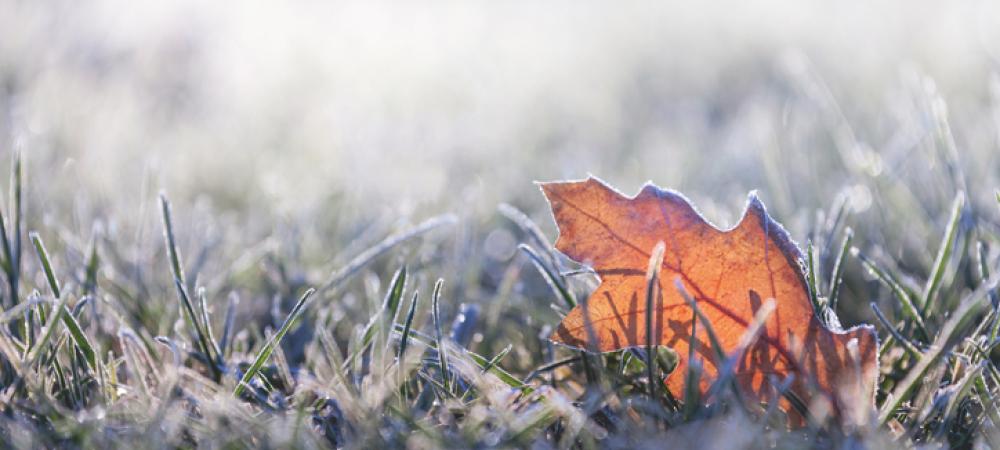 leaf on frosty grass