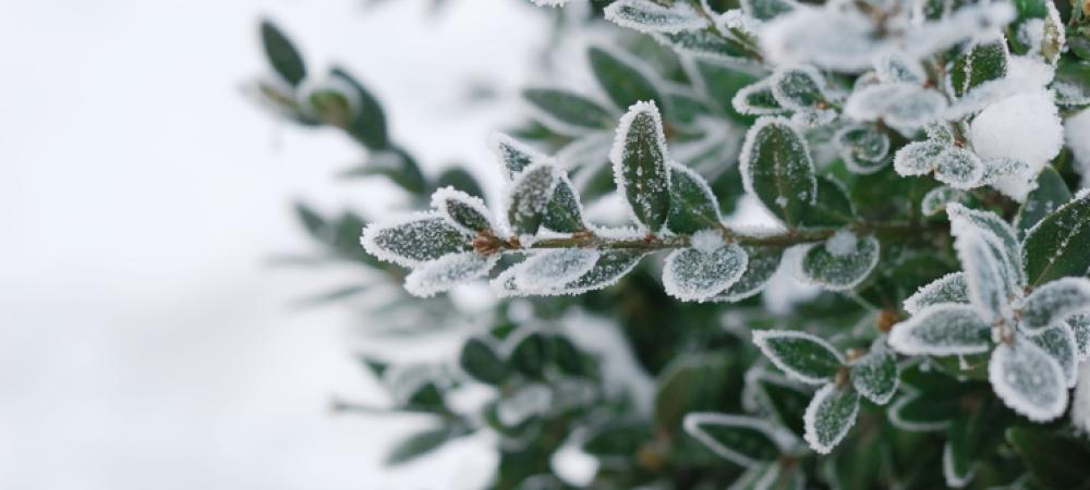 shrub covered in snow 