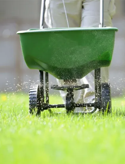 fertilizing lawn