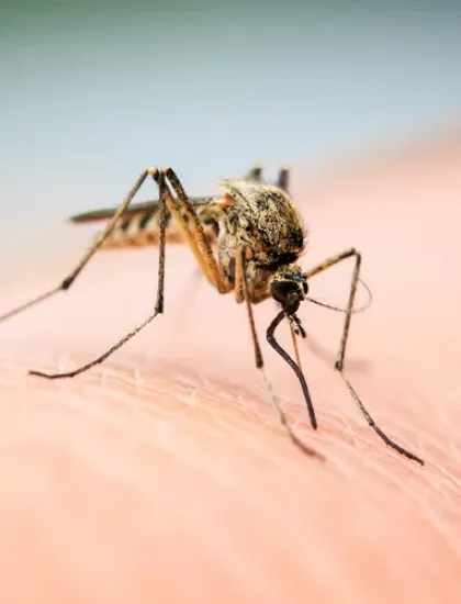 mosquito on someone's arm