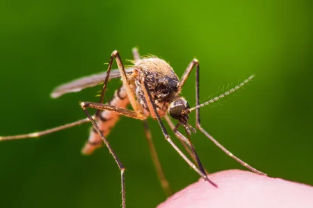 mosquito on someone's hand