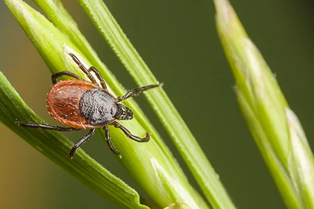 tick on grass