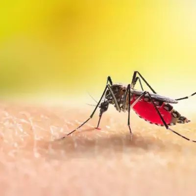 mosquito-on-hand